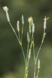 Dianthus lanceolatus