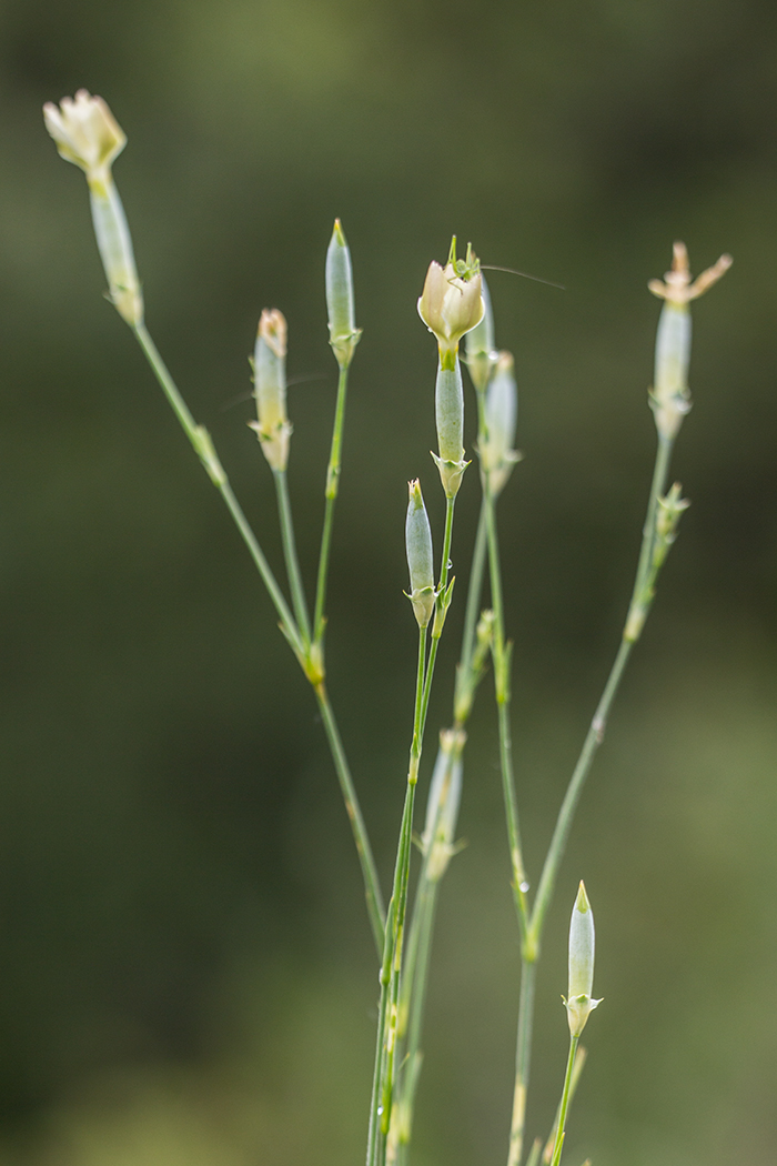 Image of Dianthus lanceolatus specimen.