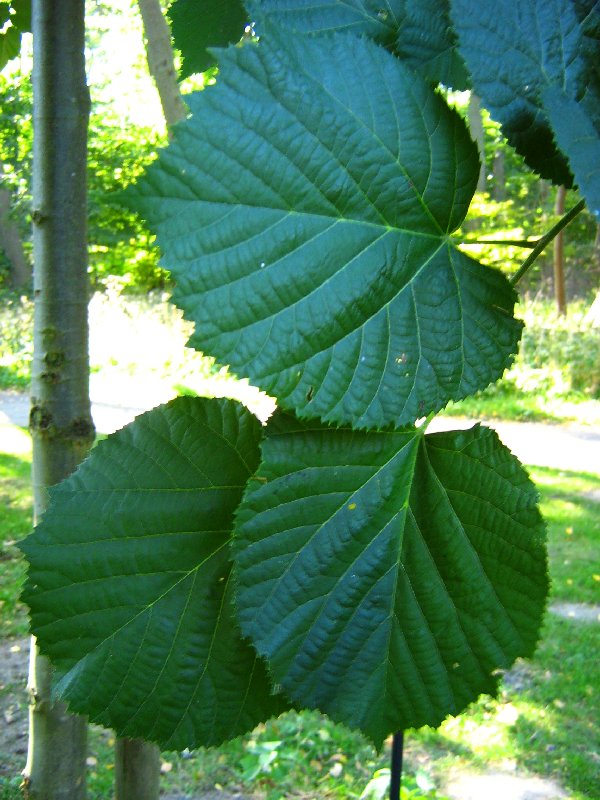 Image of Tilia tomentosa specimen.