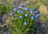 Myosotis asiatica