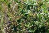 Vincetoxicum scandens