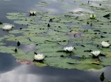 Nymphaea candida