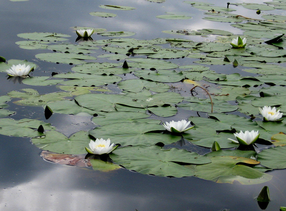 Image of Nymphaea candida specimen.