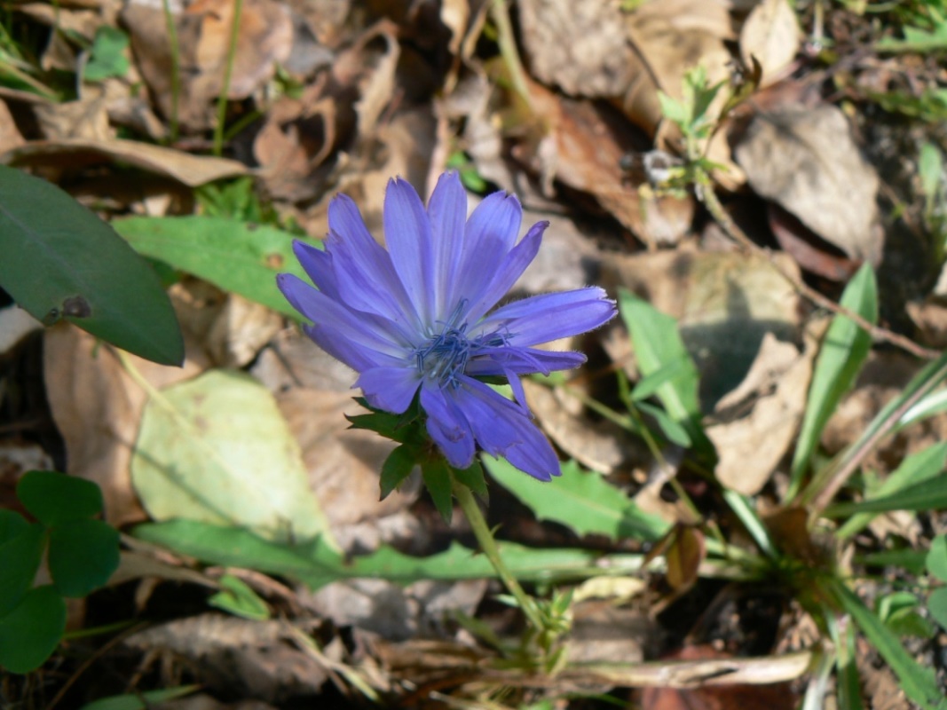 Image of Cichorium intybus specimen.