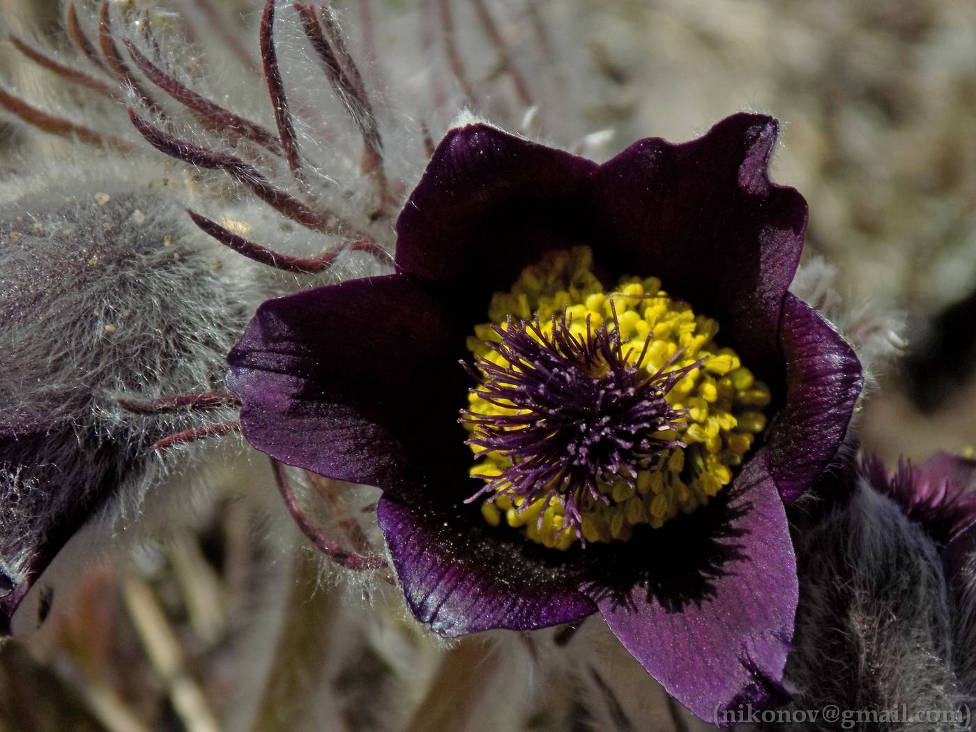 Image of genus Pulsatilla specimen.