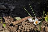 Crocus reticulatus