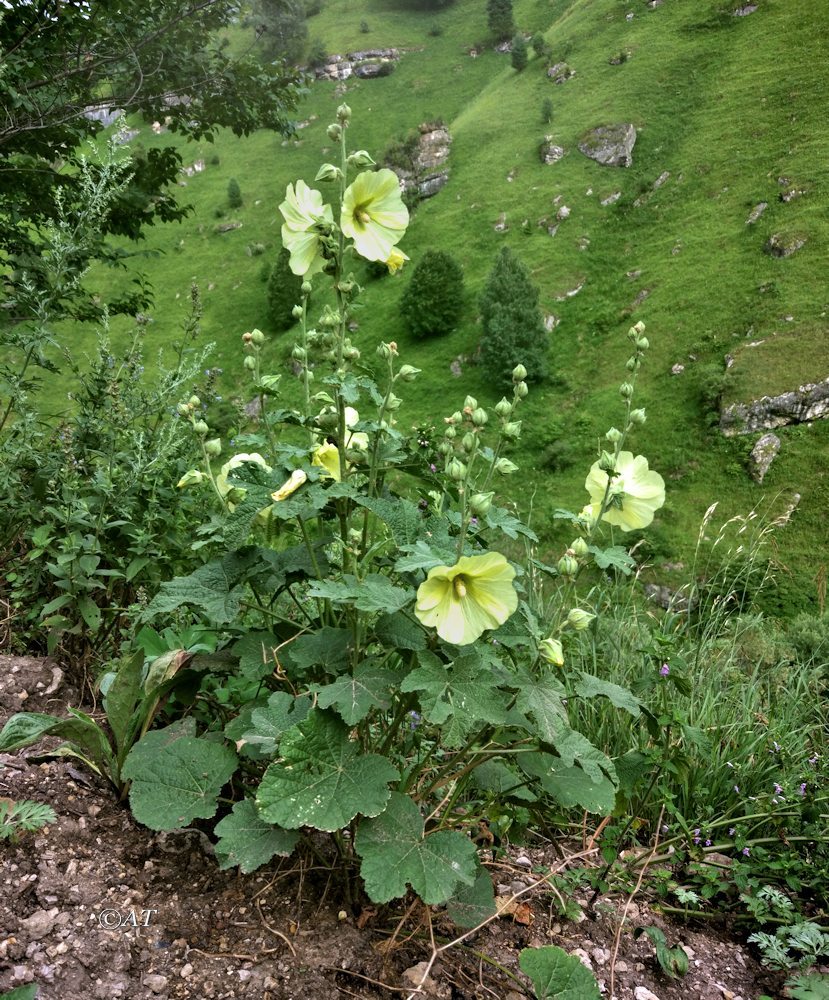 Изображение особи Alcea rugosa.