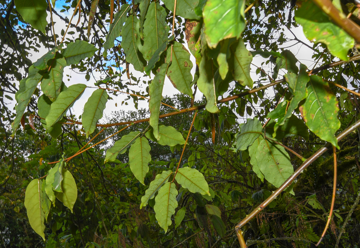 Изображение особи Erythrina falcata.