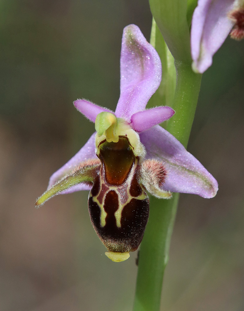 Изображение особи Ophrys oestrifera.