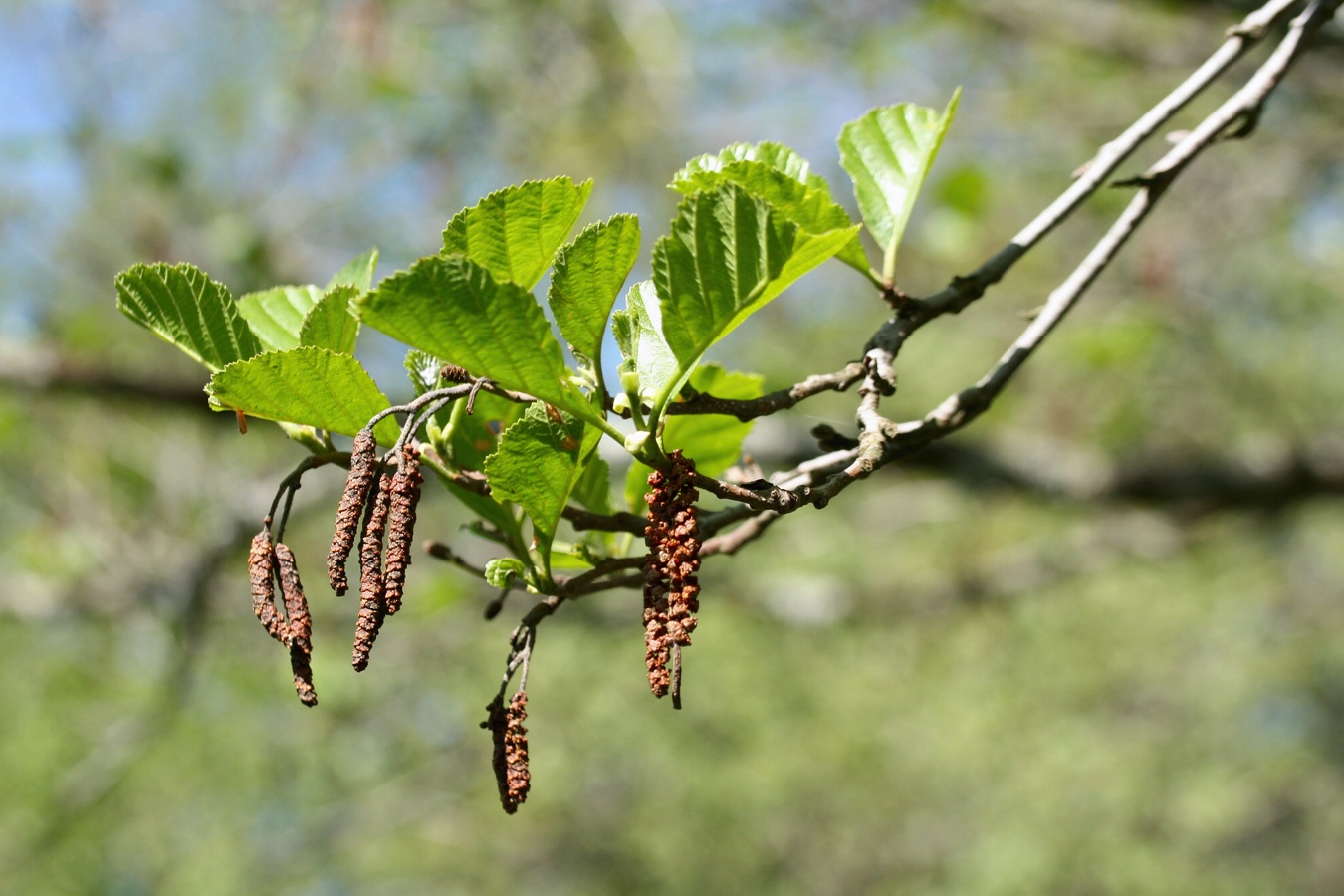 Image of Alnus glutinosa specimen.