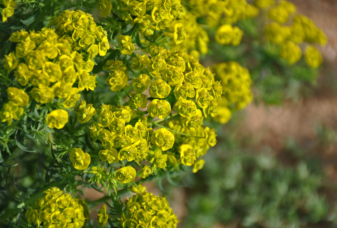 Изображение особи Euphorbia cyparissias.