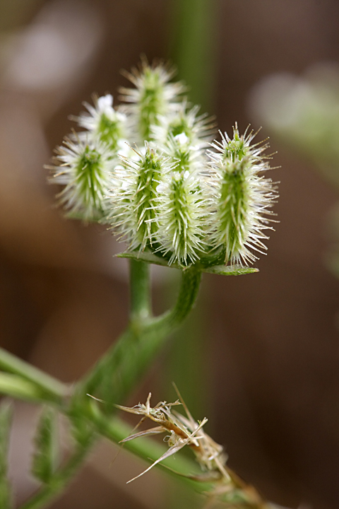 Image of Torilis leptophylla specimen.