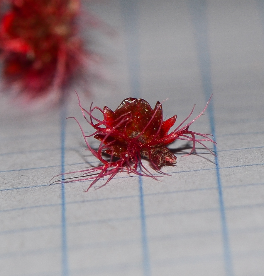 Image of Acalypha wilkesiana specimen.