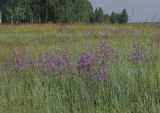 Limonium gmelinii