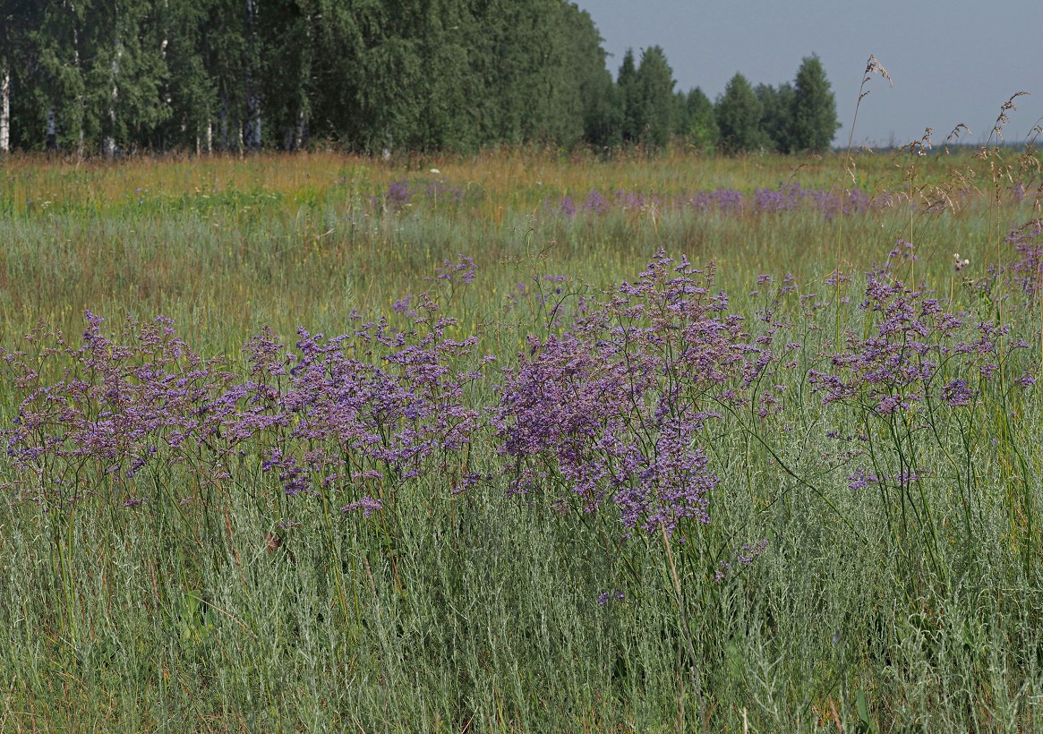 Изображение особи Limonium gmelinii.