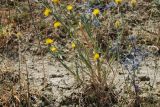 Centaurea solstitialis