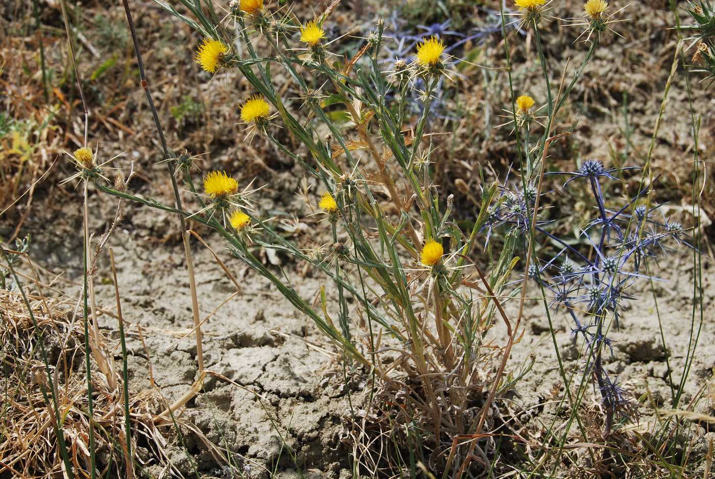 Image of Centaurea solstitialis specimen.