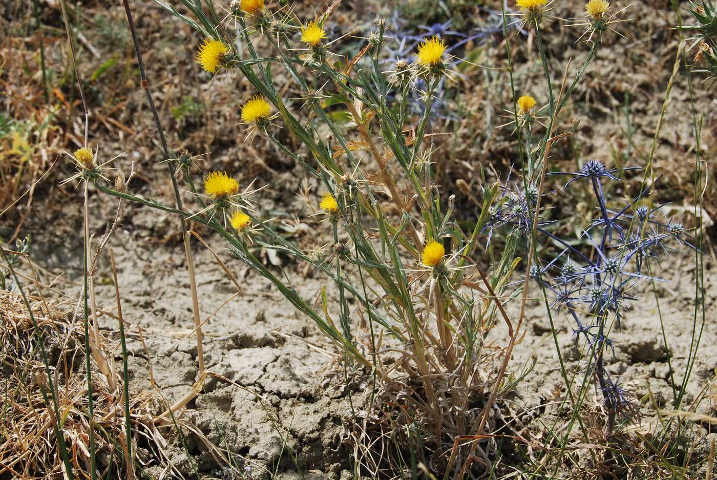 Изображение особи Centaurea solstitialis.