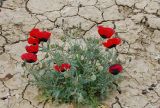 Papaver ocellatum