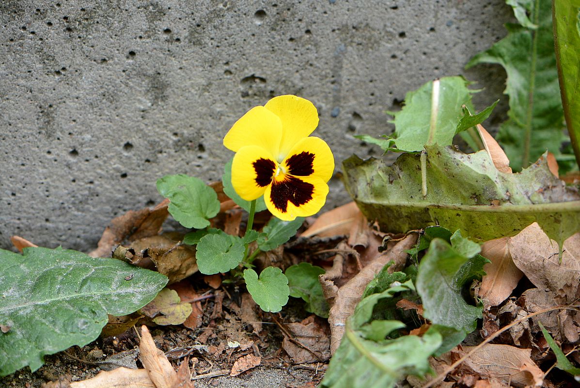 Image of Viola wittrockiana specimen.