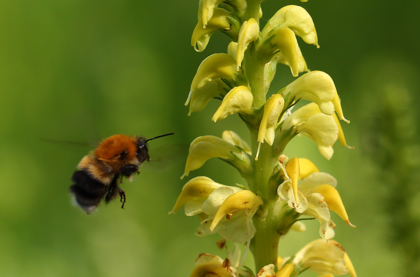 Image of Pedicularis incarnata specimen.