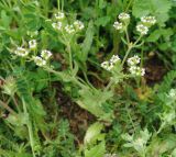 genus Valerianella. Цветущее растение. Азербайджан, Гобустанский заповедник. 10.04.2010.