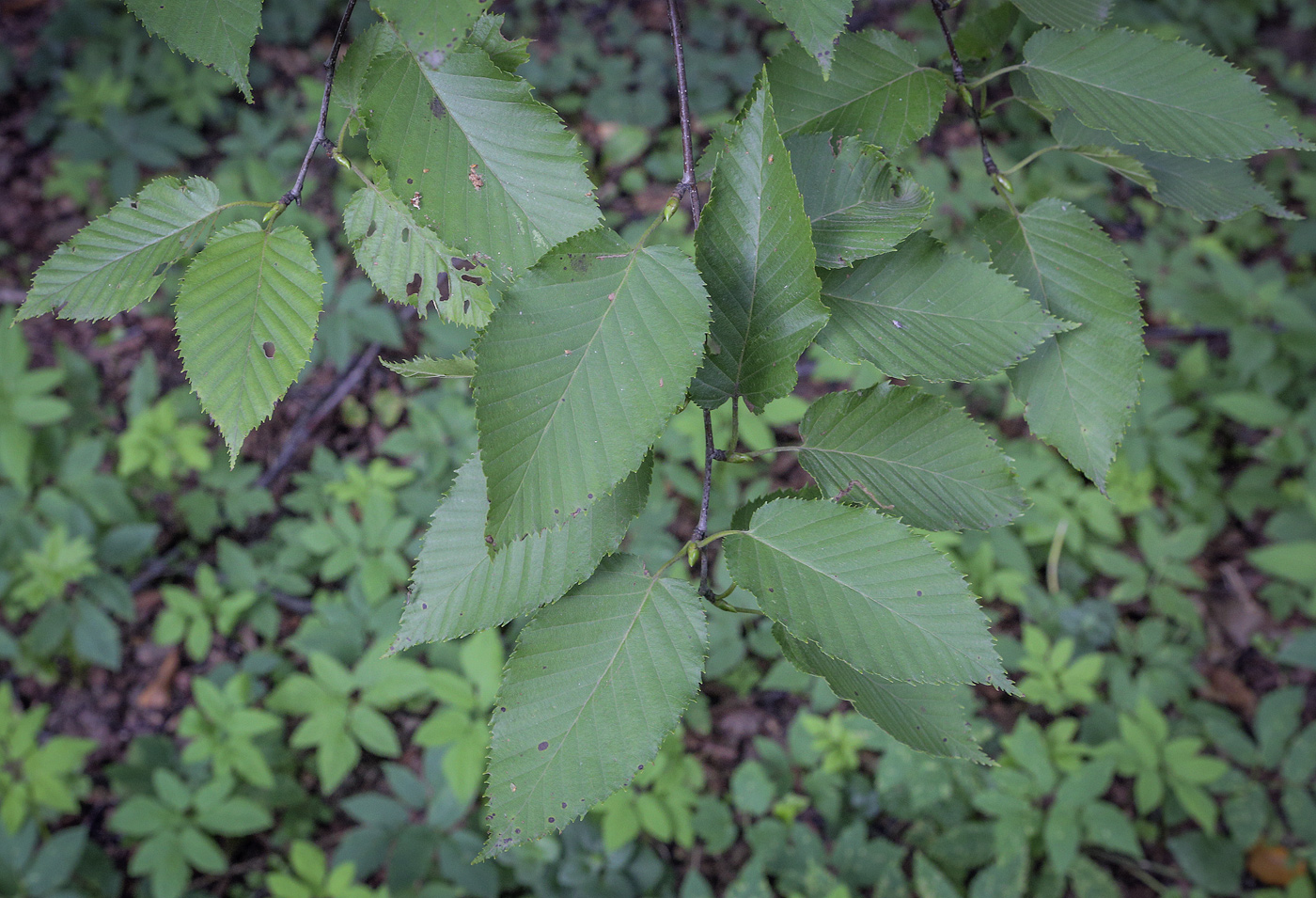 Image of Betula grossa specimen.