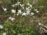 Saxifraga radiata