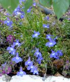 Lobelia erinus