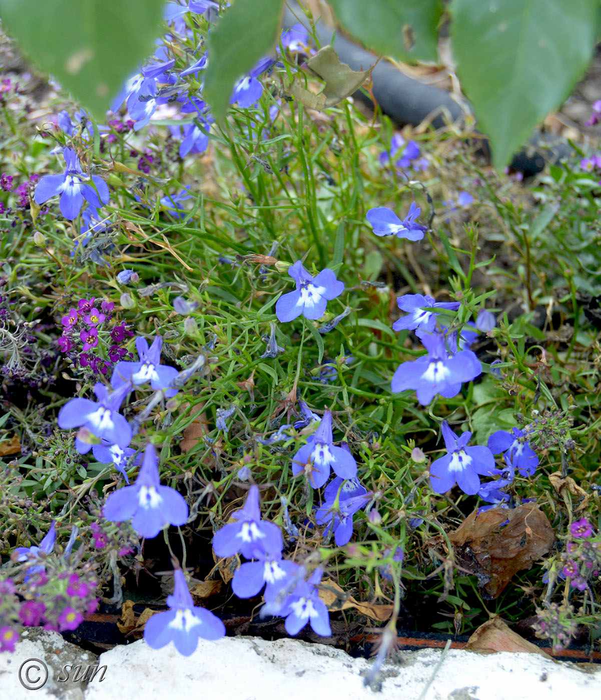 Изображение особи Lobelia erinus.