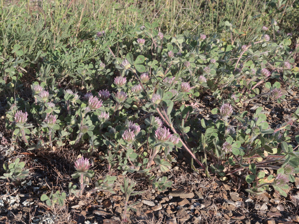 Image of Trifolium hirtum specimen.