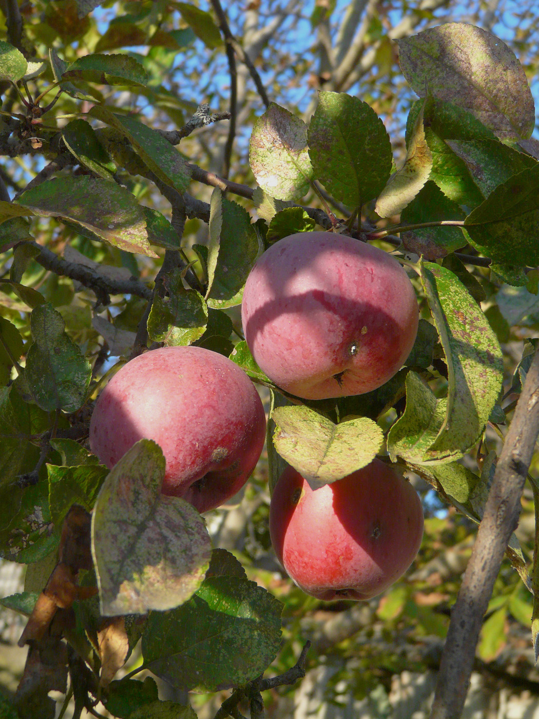 Image of Malus domestica specimen.