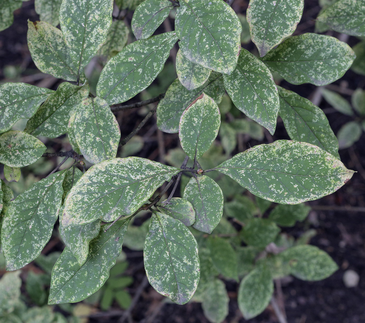 Изображение особи Syringa josikaea.