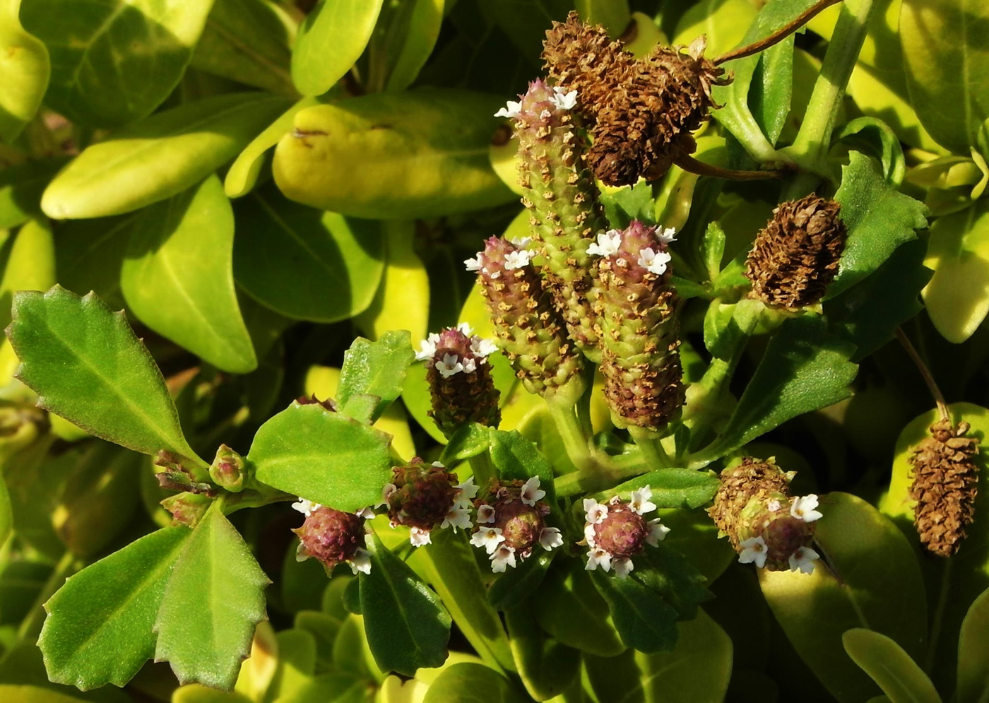 Изображение особи Lippia nodiflora.