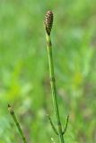 Equisetum palustre. Верхушка спороносящего растения. Республика Татарстан, Агрызский р-н. 05.06.2010.