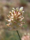 Astragalus nobilis