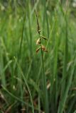 Carex pulicaris. Верхушка плодоносящего растения. Нидерланды, провинция Гелдерланд (Gelderland), община Эде (Ede), деревня Эдервен (Ederveen), луг на выходах грунтовых вод. 26 мая 2011 г.