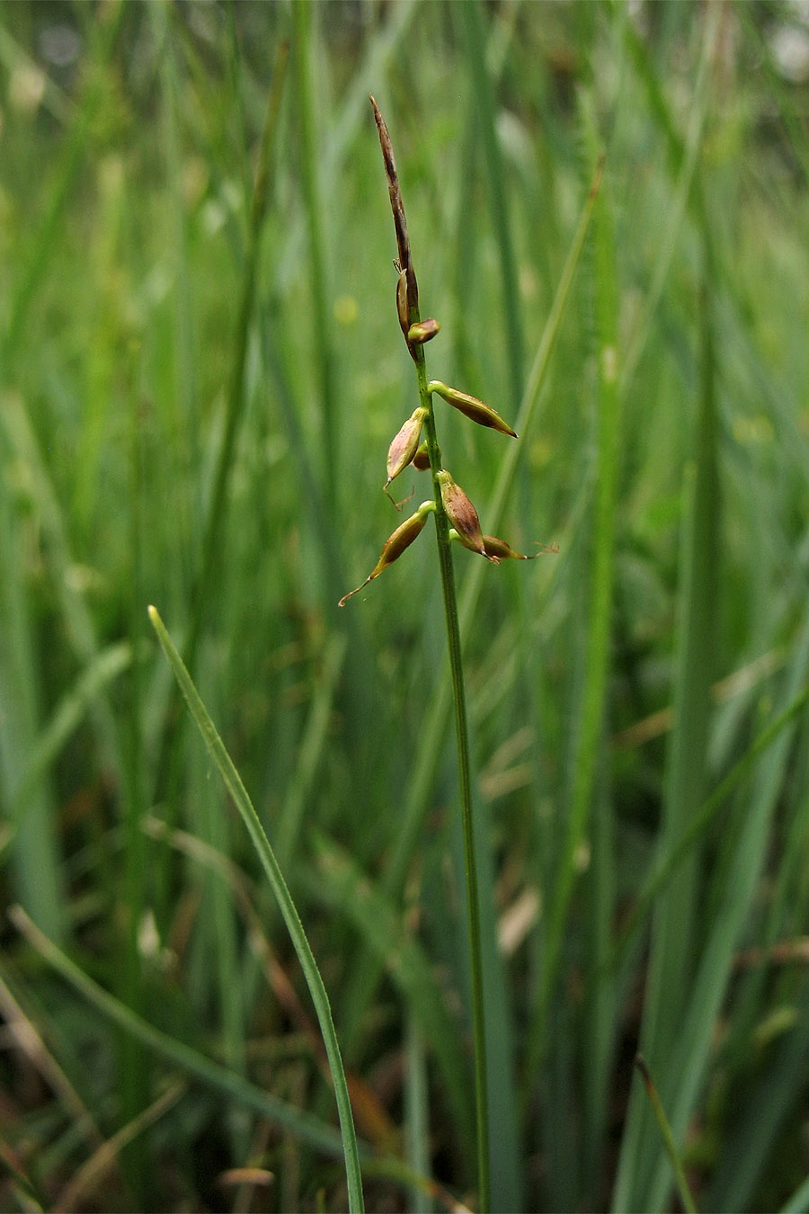 Image of Carex pulicaris specimen.