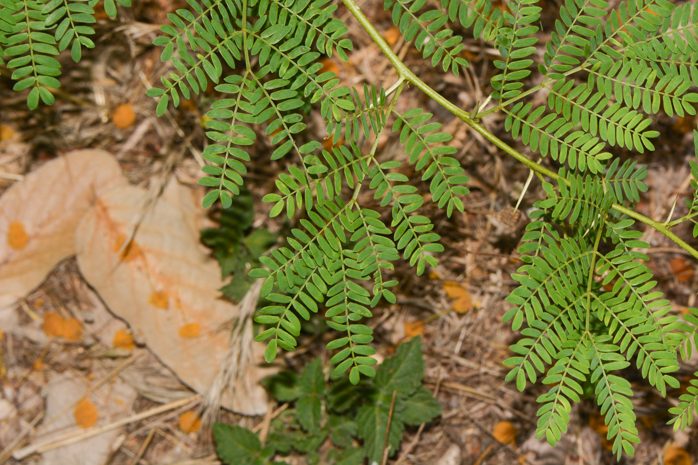 Image of familia Fabaceae specimen.