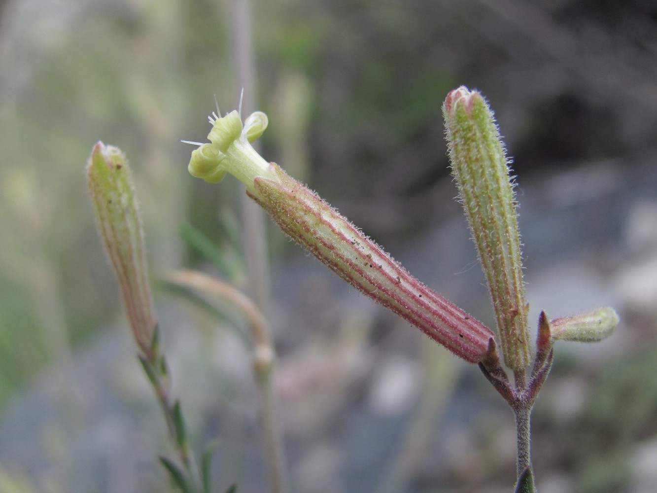 Image of Silene supina specimen.