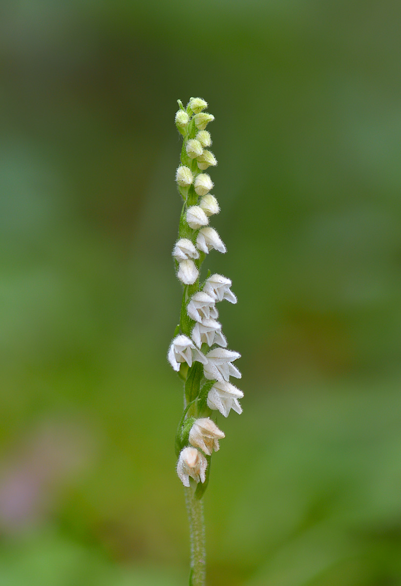 Image of Goodyera repens specimen.