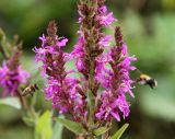 Lythrum salicaria. Соцветия с подлетающими насекомыми. Московская обл., Одинцовский р-н, окр. г. Кубинка, окр. водохранилища Трасна, обочина бетонной дороги, глинистая почва. 30.07.2021.