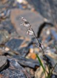 Silene graminifolia