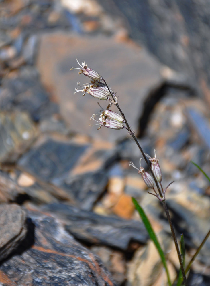 Image of Silene graminifolia specimen.