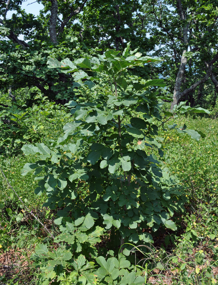 Image of Fraxinus rhynchophylla specimen.