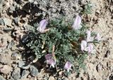 Astragalus pallasii