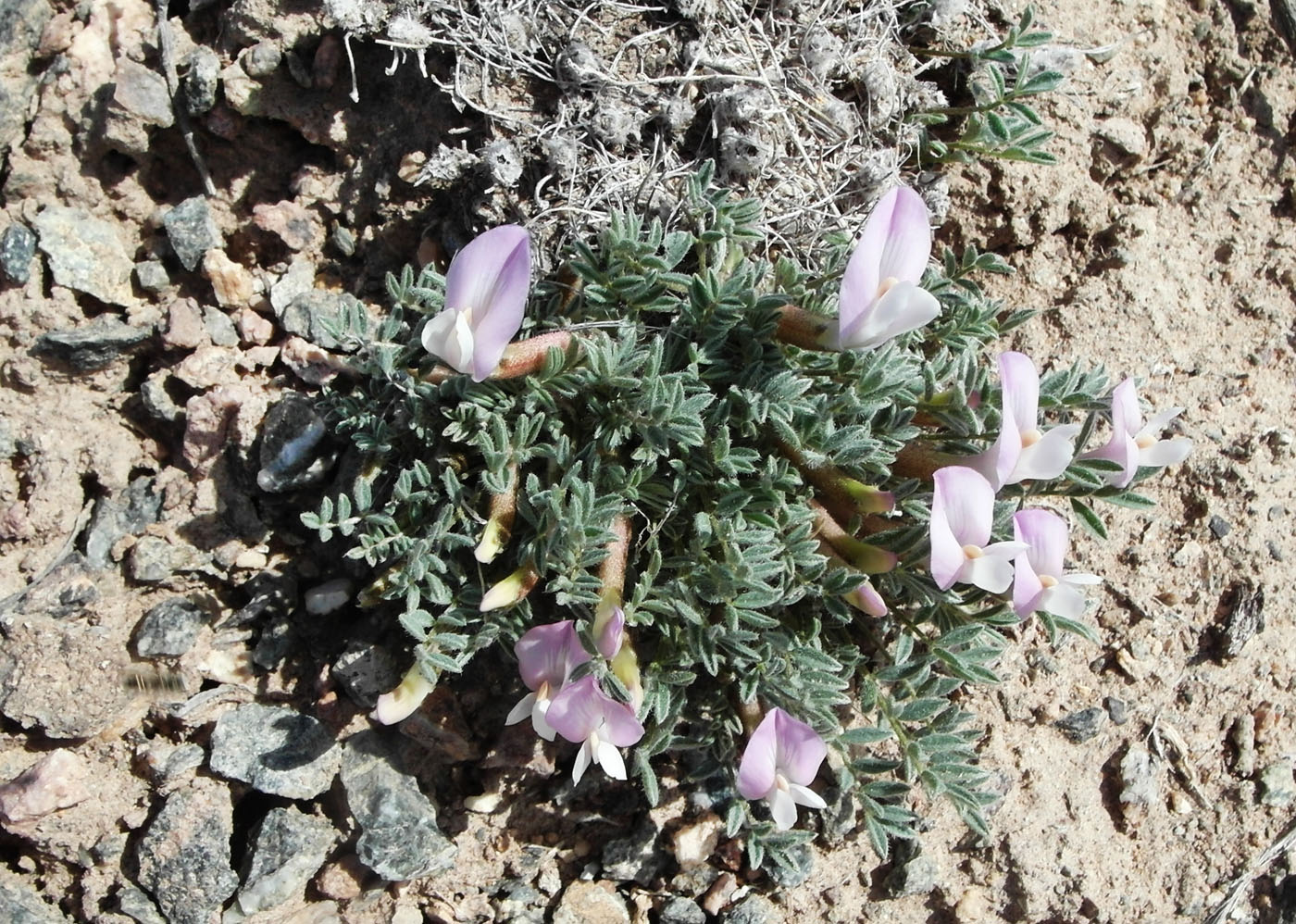 Изображение особи Astragalus pallasii.