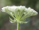 Laserpitium hispidum