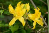 Rhododendron luteum. Соцветие. Краснодарский край, Лазаревский р-н, окр. с. Ордынка, 180 м н.у.м., лес. 06.05.2022.