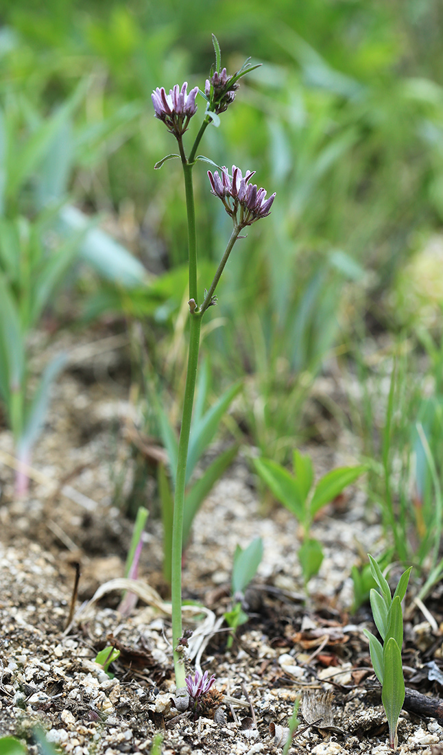 Изображение особи Cynanchum purpureum.